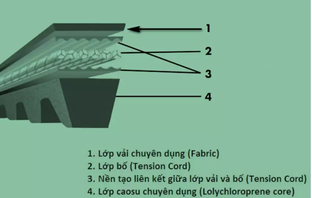 cấu tạo day củoa