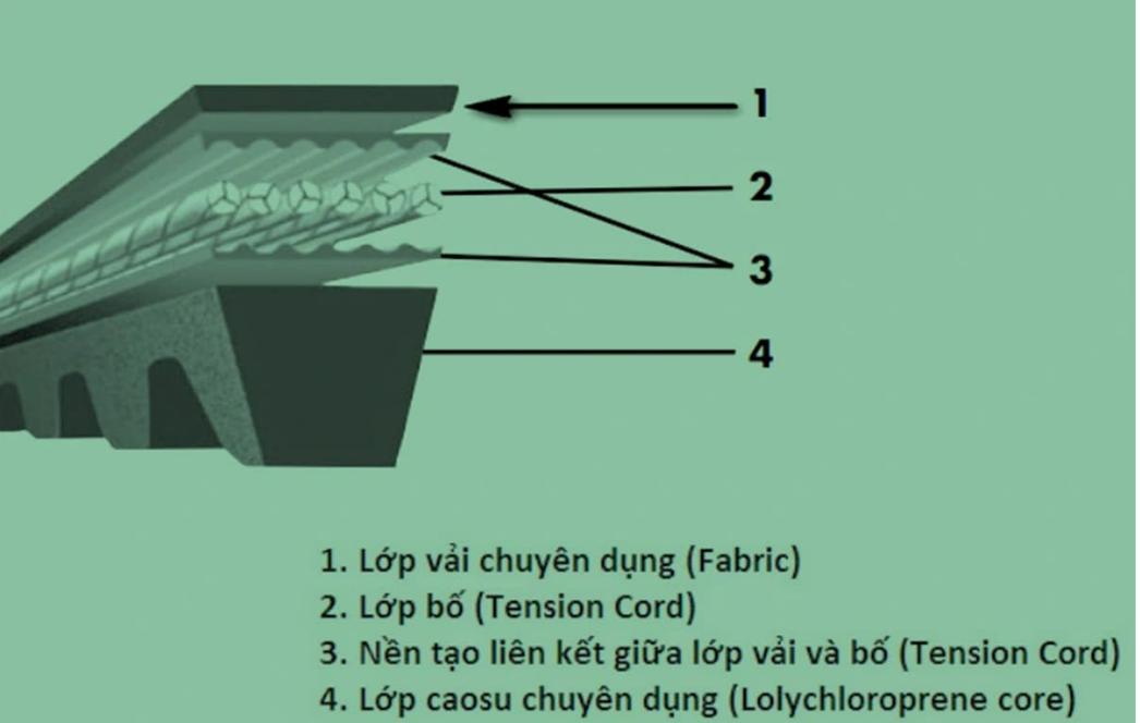 cấu tạo day củoa