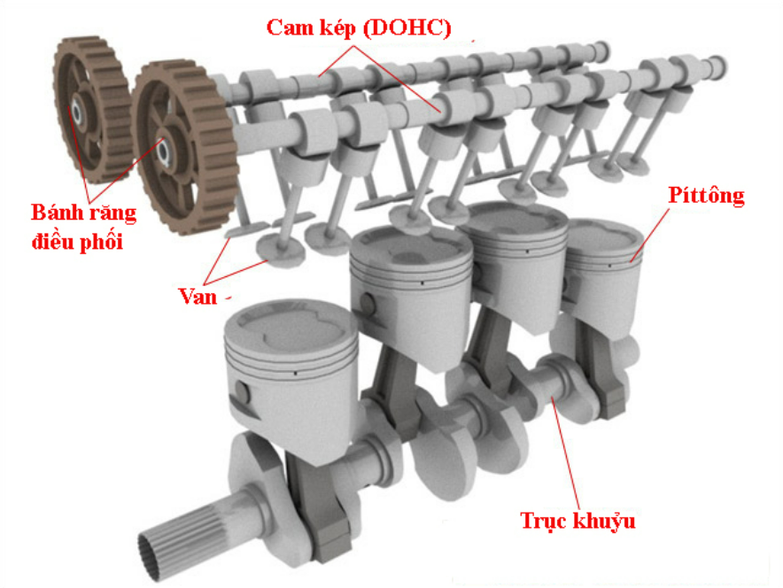 cam đôi